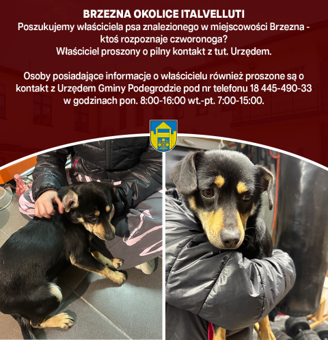 Poszukujemy właściciela znalezionego psa - Brzezna