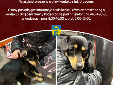 Poszukujemy właściciela znalezionego psa - Brzezna
