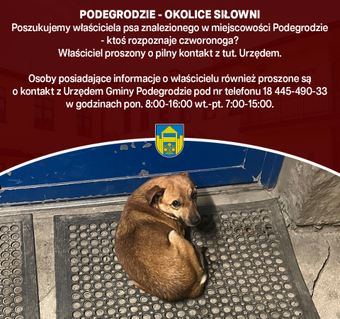 Poszukujemy właściciela znalezionego psa - Podegrodzie