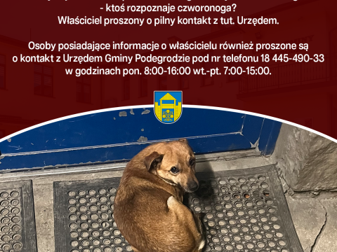 Poszukujemy właściciela znalezionego psa - Podegrodzie