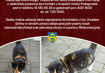 Poszukujemy informacji na temat kota w miejscowości Brzezna