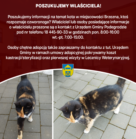 Poszukujemy informacji na temat kota w miejscowości Brzezna