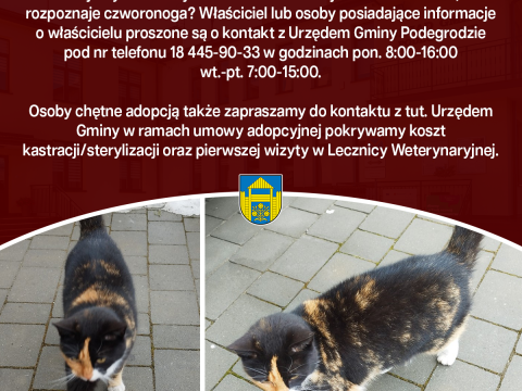 Poszukujemy informacji na temat kota w miejscowości Brzezna