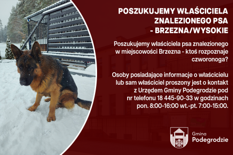 Poszukujemy właściciela znalezionego psa - Brzezna/Wysokie