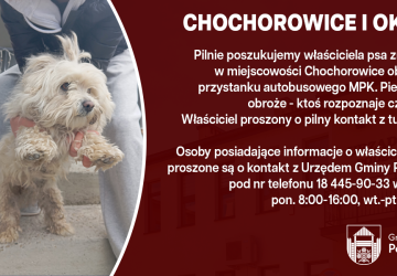 Poszukujemy właściciela znalezionego psa - Chochorowice
