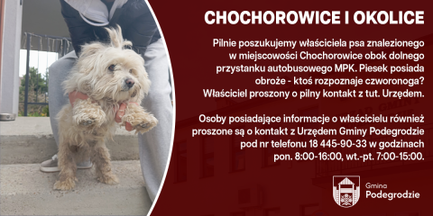 Poszukujemy właściciela znalezionego psa - Chochorowice
