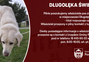 Poszukujemy właściciela znalezionego psa - Długołęka-Świerkla
