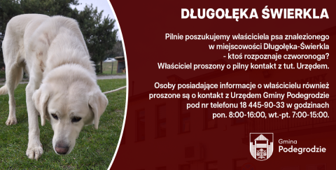 Poszukujemy właściciela znalezionego psa - Długołęka-Świerkla