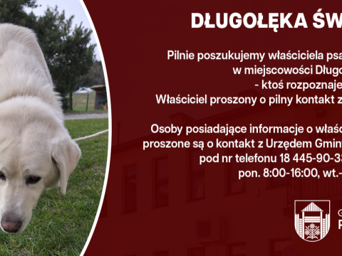 Poszukujemy właściciela znalezionego psa - Długołęka-Świerkla