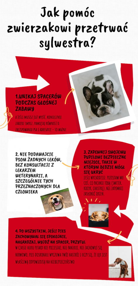 Jak pomóc zwierzakowi przetrwać Sylwestra