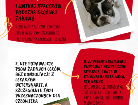 Jak pomóc zwierzakowi przetrwać Sylwestra
