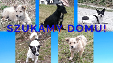 Poszukujemy dobrego domu dla piesków!