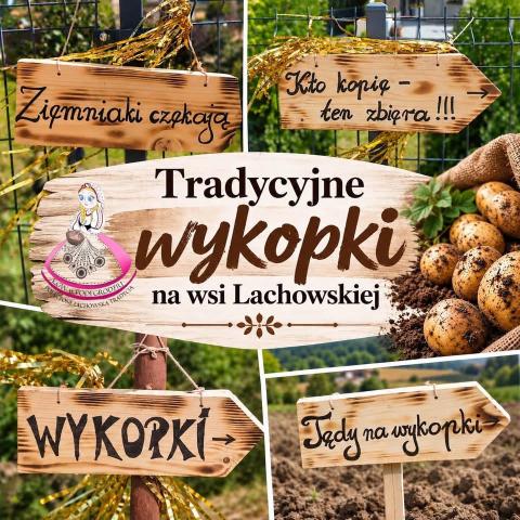 Tradycyjne wykopki na wsi Lachowskiej