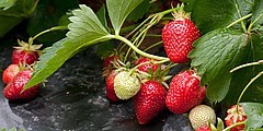 Pomoc dla producentów drzew i krzewów owocowych oraz truskawek, którzy zostali poszkodowani w wyniku wiosennych przymrozków 2017 r.