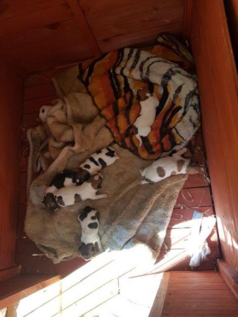 SZUKAMY OSÓB ZAINTERESOWANYCH ADOPCJĄ