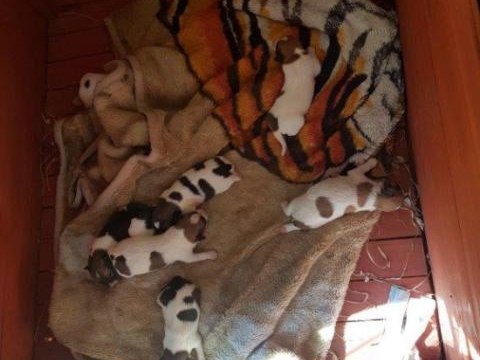 SZUKAMY OSÓB ZAINTERESOWANYCH ADOPCJĄ