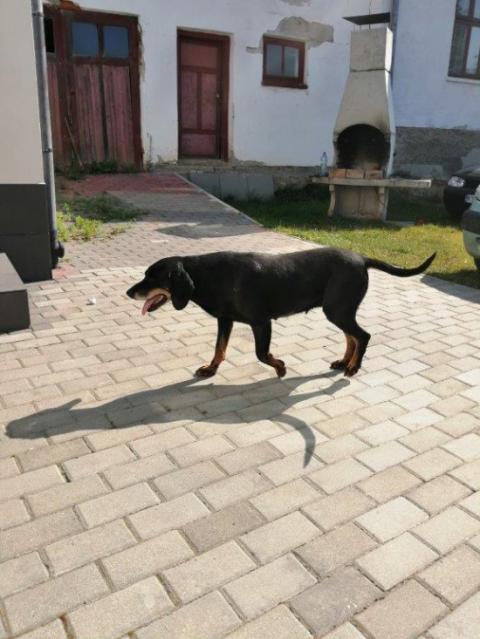 ZNALEZIONO PIESKA W MIEJSCOWOŚCI PODEGRODZIE
