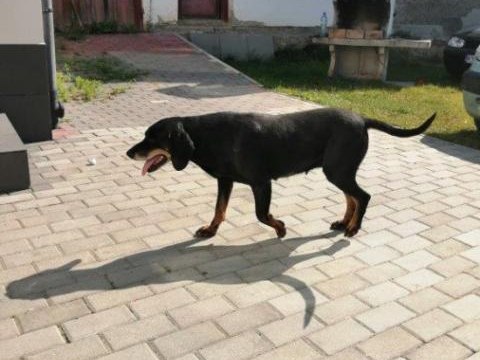 ZNALEZIONO PIESKA W MIEJSCOWOŚCI PODEGRODZIE