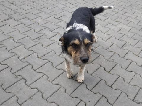 Czyj to pies? Już wiemy!