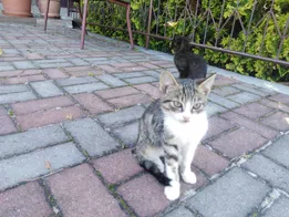 Koty szukają troskliwego domu