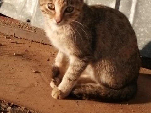 Poszukujemy domu adopcyjnego!