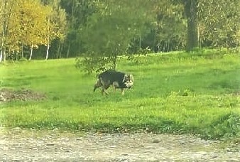 Pies z Olszanki w typie owczarka niemieckiego znalazł właściciela