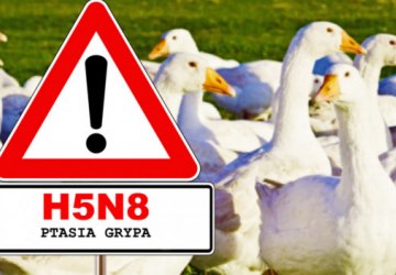 Ostrzeżenie dotyczące ryzyka wystąpienia wysoce zjadliwej grypy ptaków