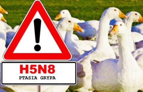 Ostrzeżenie dotyczące ryzyka wystąpienia wysoce zjadliwej grypy ptaków