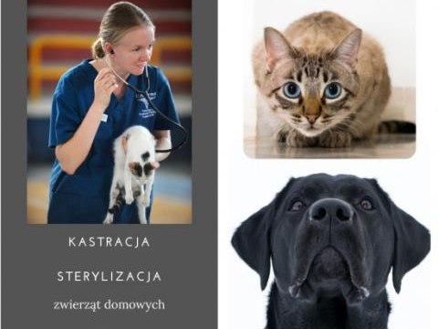 Informacja o możliwości wykonania zabiegu kastracji / sterylizacji zwierząt domowych