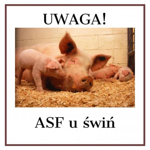 Wystąpienie ASF u świń na terenie Słowacji w powiecie Bardejów.