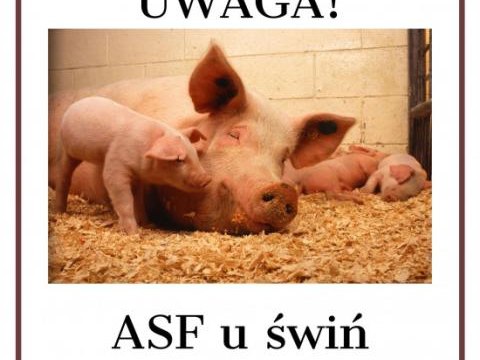 Wystąpienie ASF u świń na terenie Słowacji w powiecie Bardejów.