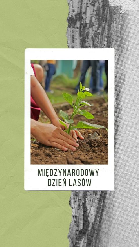 21 marca – Międzynarodowy Dzień Lasów!