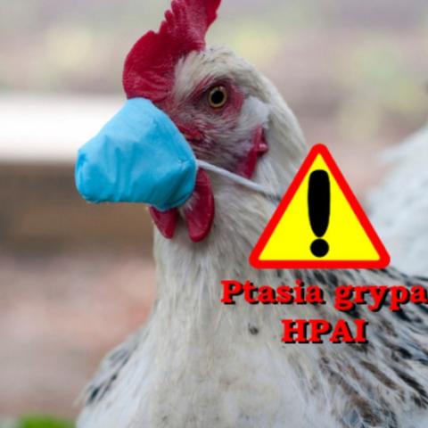 Ważne informacje dot. zwalczania HPAI