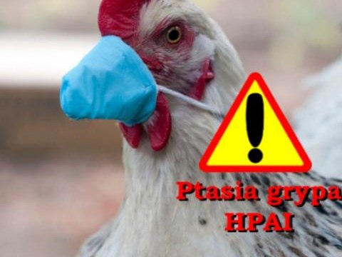Ważne informacje dot. zwalczania HPAI