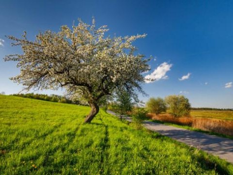 Zapraszamy do udziału w akcji „Otocz się zielenią i odetchnij czystym powietrzem”