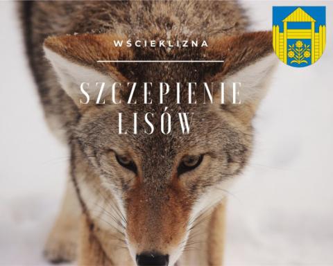 Komunikat w sprawie akcji szczepienia lisów przeciwko wściekliźnie na terenie województwa małopolskiego