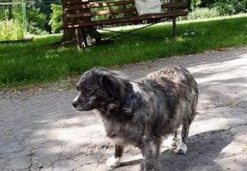 Poszukujemy adopcji dla znalezionego pieska w Brzeznej