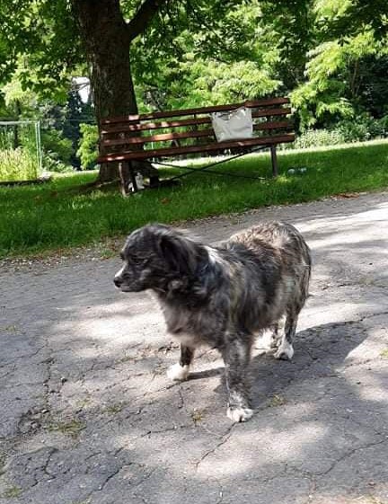 Poszukujemy adopcji dla znalezionego pieska w Brzeznej