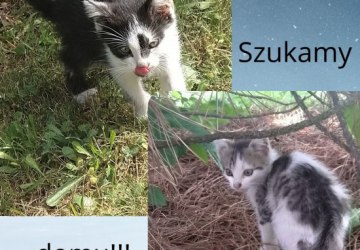 Szukamy domu dla dwóch kotów!