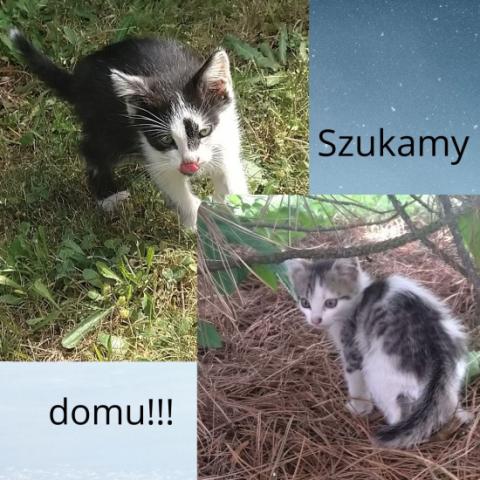 Szukamy domu dla dwóch kotów!