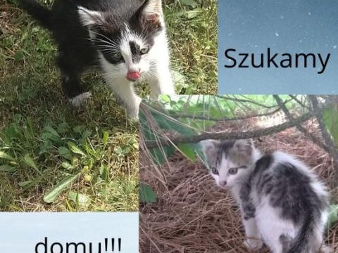 Szukamy domu dla dwóch kotów!