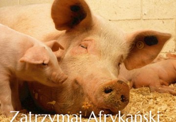 Zatrzymaj Afrykański Pomór Świń
