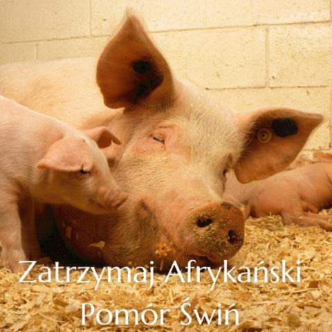 Zatrzymaj Afrykański Pomór Świń