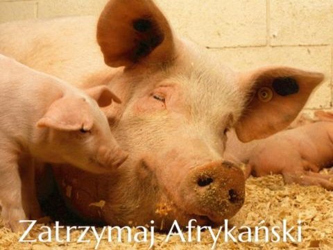Zatrzymaj Afrykański Pomór Świń