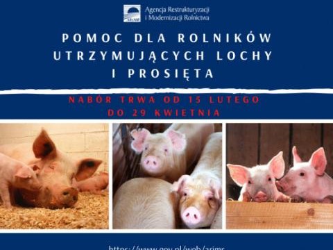 Pomoc dla utrzymujących lochy i prosięta – na razie blisko 2 tys. wniosków trafiło do ARiMR