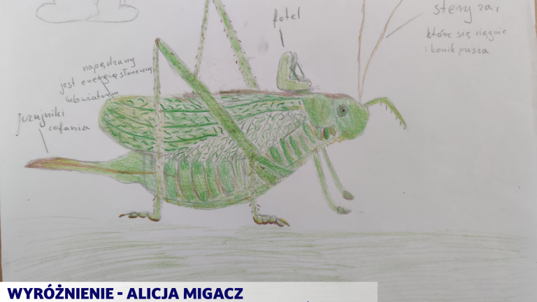 Wyróżnienie - Alicja Migacz - Szkoła Podstawowa w Długołęce Świerkli.png